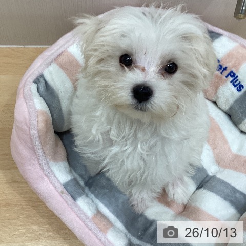 千葉県のマルチーズ (ペットプラス 成田店/2026年7月1日生まれ/男の子/ホワイト)の子犬の3枚目の画像