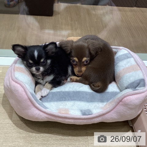 宮城県のカニンヘンダックスフンド(ロング) (ペットプラス 仙台上杉店/2026年7月3日生まれ/女の子/チョコレートタン)の子犬の4枚目の画像