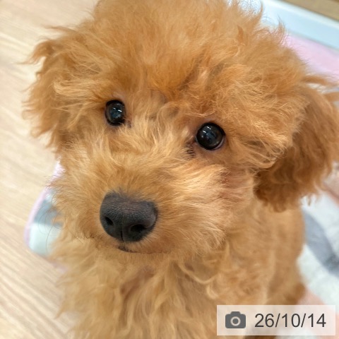 埼玉県のトイプードル(トイ) (ペットプラス 八潮店/2026年7月3日生まれ/男の子/レッド)の子犬の4枚目の画像