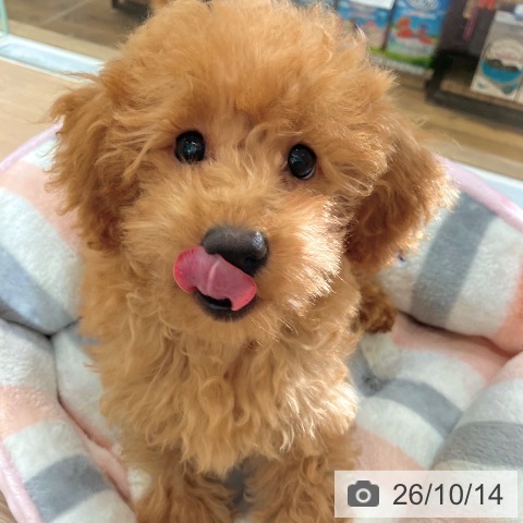 埼玉県のトイプードル(トイ) (ペットプラス 八潮店/2026年7月3日生まれ/男の子/レッド)の子犬の3枚目の画像