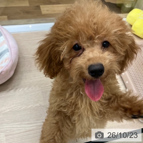埼玉県のトイプードル(トイ) (ペットプラス 八潮店/2026年7月3日生まれ/男の子/レッド)の子犬の3枚目の画像