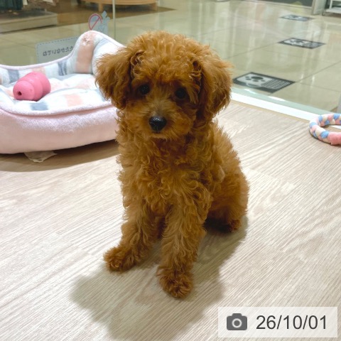 東京都のトイプードル(トイ) (ペットプラス 板橋店/2026年7月3日生まれ/女の子/レッド)の子犬の4枚目の画像