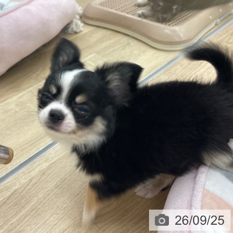チワワの写真