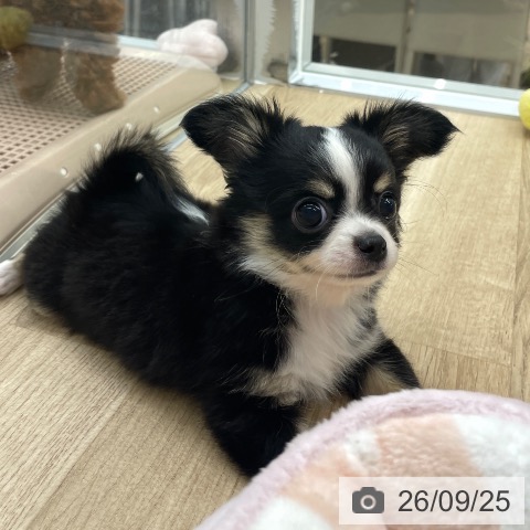 福岡県のチワワ(ロング) (ペットプラス 春日店/2026年7月2日生まれ/男の子/ブラックタンホワイト)の子犬の3枚目の画像