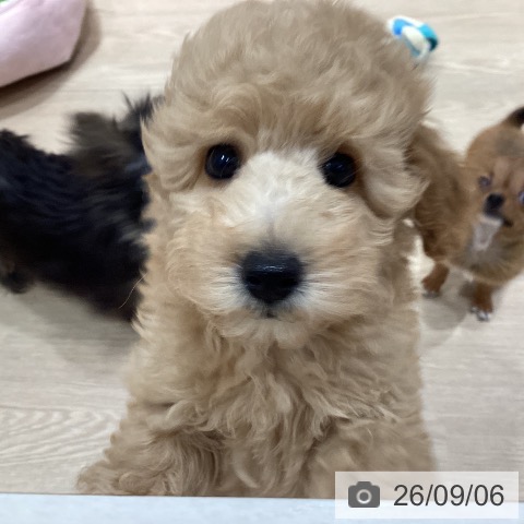 千葉県のトイプードル(トイ) (ペットプラス ユーカリが丘店/2026年7月3日生まれ/男の子/オレンジフォーン)の子犬の4枚目の画像