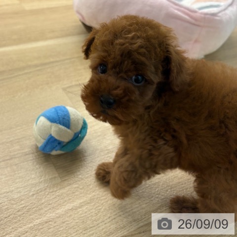 宮崎県のトイプードル(トイ) (ペットプラス 宮崎店/2026年7月3日生まれ/男の子/レッド)の子犬の4枚目の画像