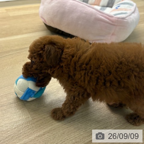 宮崎県のトイプードル(トイ) (ペットプラス 宮崎店/2026年7月3日生まれ/男の子/レッド)の子犬の3枚目の画像
