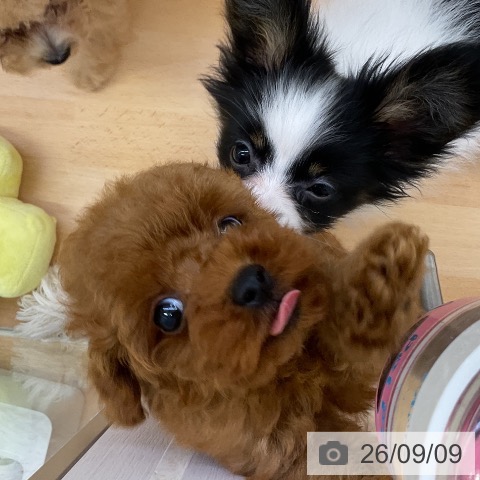 福岡県のトイプードル(トイ) (ペットプラス 福岡店/2026年7月3日生まれ/女の子/レッド)の子犬の4枚目の画像
