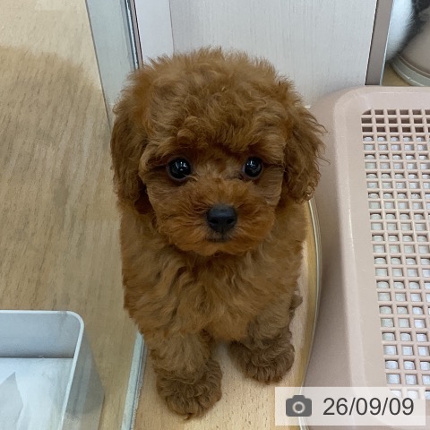 福岡県のトイプードル(トイ) (ペットプラス 福岡店/2026年7月3日生まれ/女の子/レッド)の子犬の3枚目の画像