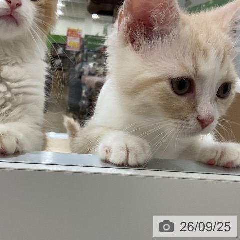 スコティッシュフォールドの写真
