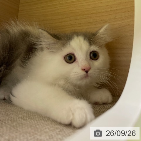 福岡県のスコティッシュフォールド (ペットプラス MARK IS 福岡ももち店/2026年7月3日生まれ/男の子/ブルーホワイト)の子猫の4枚目の画像