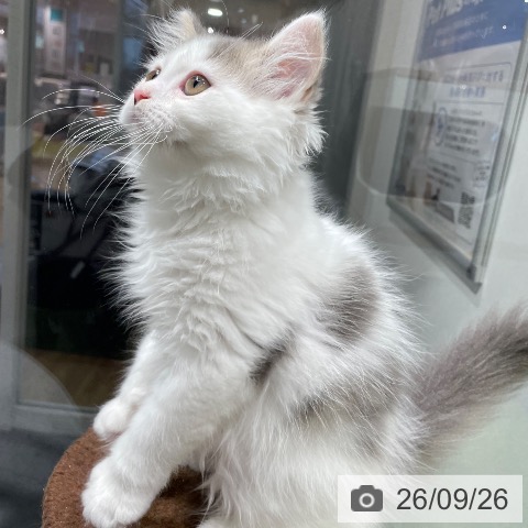 福岡県のスコティッシュフォールド (ペットプラス MARK IS 福岡ももち店/2026年7月3日生まれ/男の子/ブルーホワイト)の子猫の3枚目の画像