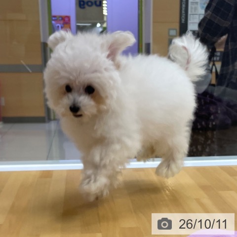 福岡県のトイプードル(トイ) (ペットプラス 黒崎店/2026年7月4日生まれ/男の子/ホワイト)の子犬の4枚目の画像