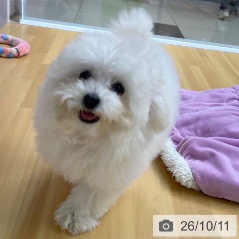 福岡県のトイプードル(トイ) (ペットプラス 黒崎店/2026年7月4日生まれ/男の子/ホワイト)の子犬の3枚目の画像