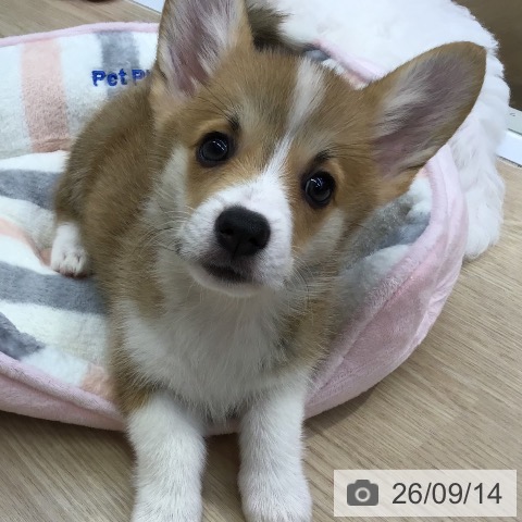 沖縄県のウェルシュコーギーペンブローク (ペットプラス 沖縄ライカム店/2026年7月4日生まれ/女の子/レッドホワイト)の子犬の3枚目の画像