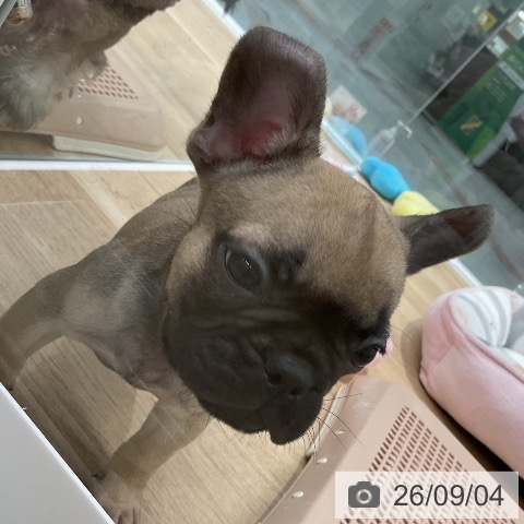 フレンチ・ブルドッグの写真