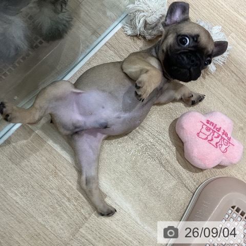フレンチ・ブルドッグの写真