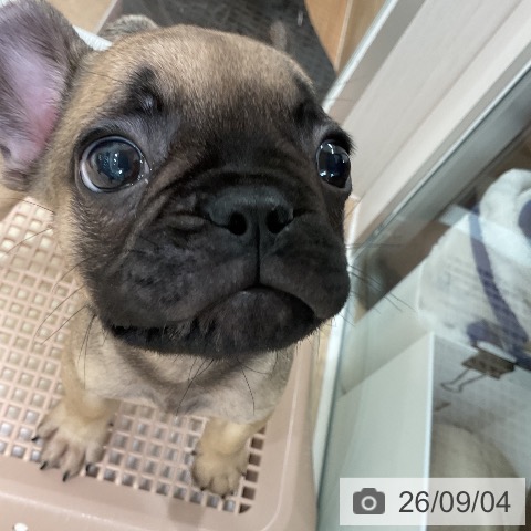 フレンチ・ブルドッグの写真