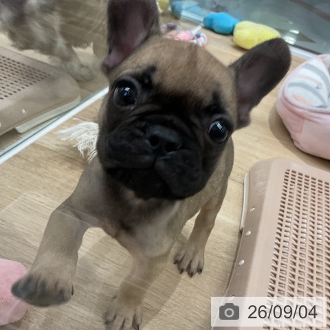 フレンチ・ブルドッグの写真