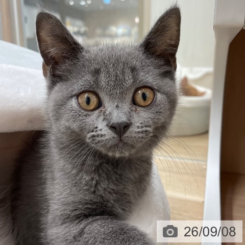 福岡県のブリティッシュショートヘアー (ペットプラス ららぽーと福岡店/2026年6月30日生まれ/男の子/ブルー)の子猫の4枚目の画像