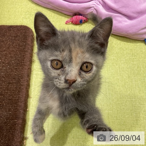 ブリティッシュショートヘアの写真