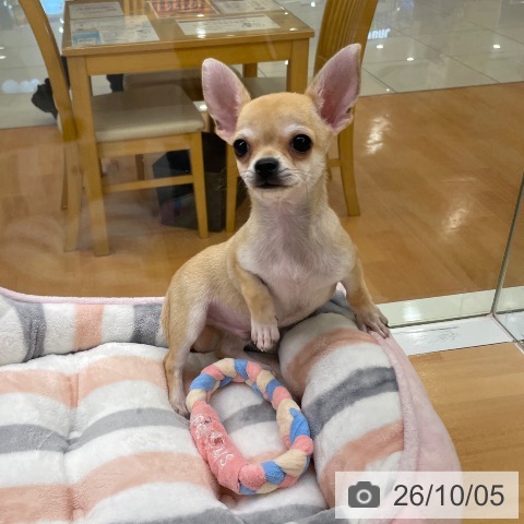 福岡県のチワワ(ロング) (ペットプラス 黒崎店/2026年7月4日生まれ/男の子/レッドホワイト)の子犬の4枚目の画像