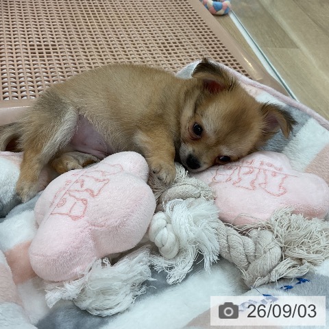 チワワの写真