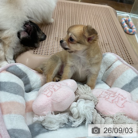 チワワの写真