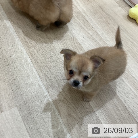 チワワの写真
