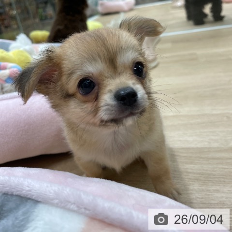 福岡県のチワワ(ロング) (ペットプラス 八幡東店/2026年7月4日生まれ/男の子/レッドホワイト)の子犬の4枚目の画像