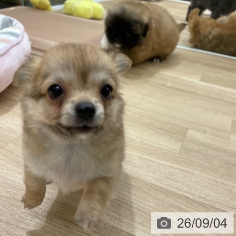 福岡県のチワワ(ロング) (ペットプラス 八幡東店/2026年7月4日生まれ/男の子/レッドホワイト)の子犬の3枚目の画像