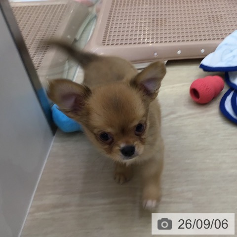 沖縄県のチワワ(ロング) (ペットプラス 沖縄ライカム店/2026年7月4日生まれ/男の子/レッドホワイト)の子犬の3枚目の画像