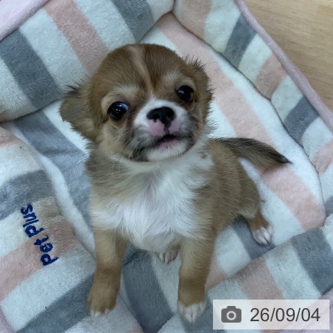 チワワの写真
