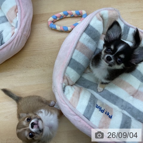 チワワの写真