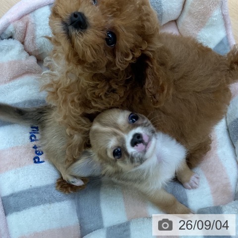 チワワの写真