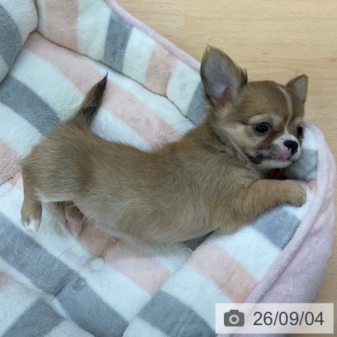 チワワの写真