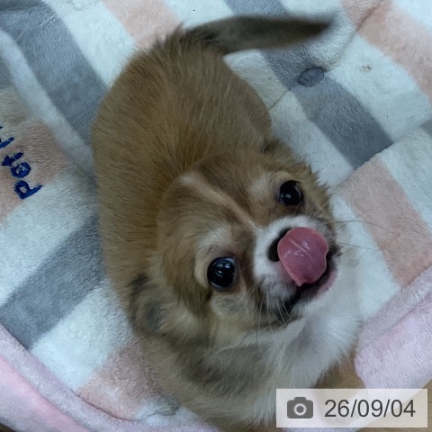 チワワの写真
