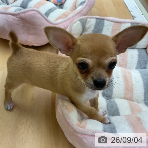 チワワの写真