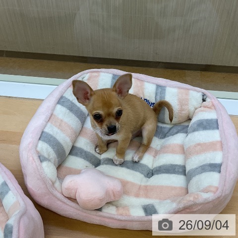 チワワの写真