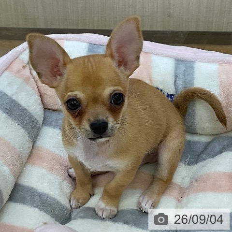 チワワの写真