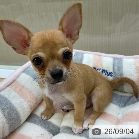 チワワの写真