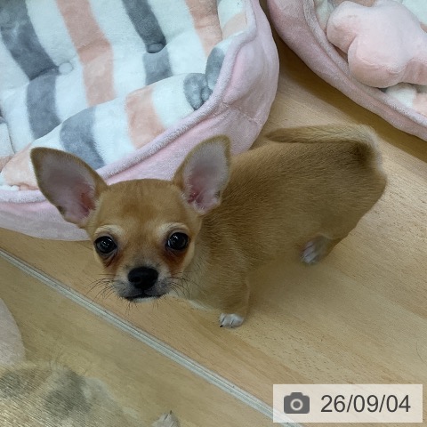 チワワの写真