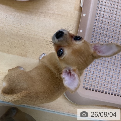 チワワの写真