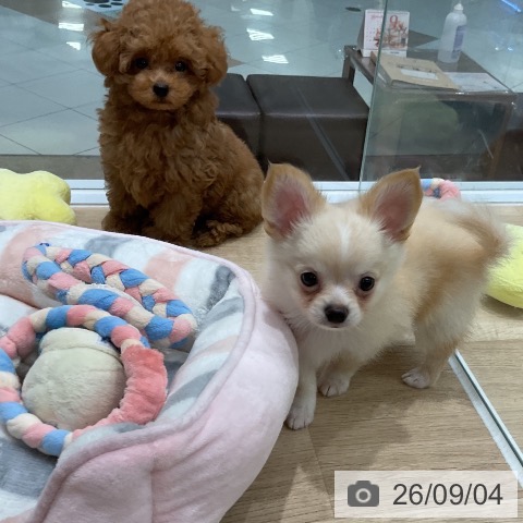 福岡県のチワワ(ロング) (ペットプラス 八幡東店/2026年7月1日生まれ/男の子/クリームホワイト)の子犬の3枚目の画像