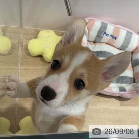 福岡県のウェルシュコーギーペンブローク (ペットプラス 小倉南店/2026年7月4日生まれ/女の子/レッドホワイト)の子犬の4枚目の画像
