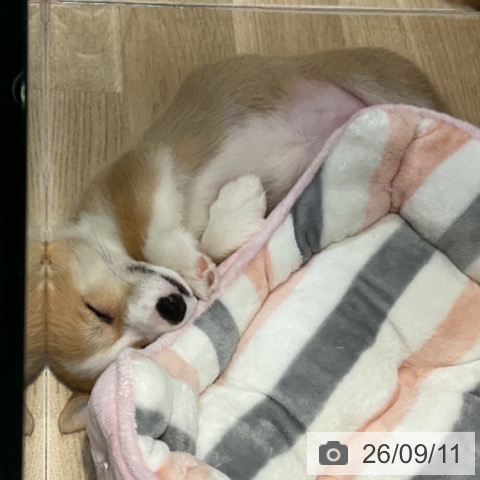 福岡県のウェルシュコーギーペンブローク (ペットプラス 小倉南店/2026年7月4日生まれ/女の子/レッドホワイト)の子犬の3枚目の画像
