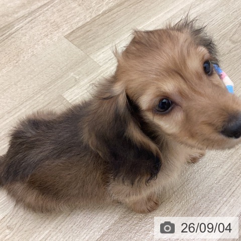 宮崎県のミニチュアダックスフンド(ロング) (ペットプラス 宮崎店/2026年6月30日生まれ/男の子/シェーデットレッド)の子犬の4枚目の画像