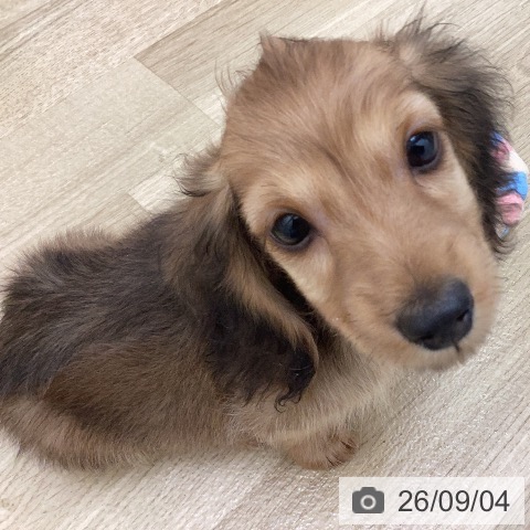 宮崎県のミニチュアダックスフンド(ロング) (ペットプラス 宮崎店/2026年6月30日生まれ/男の子/シェーデットレッド)の子犬の3枚目の画像