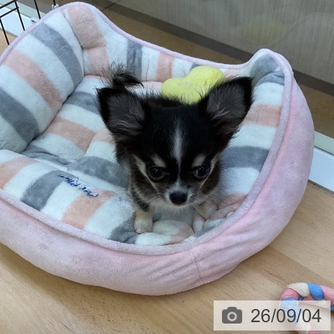 チワワの写真