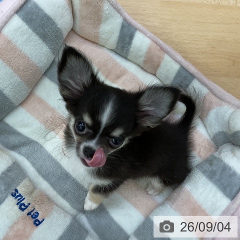 チワワの写真